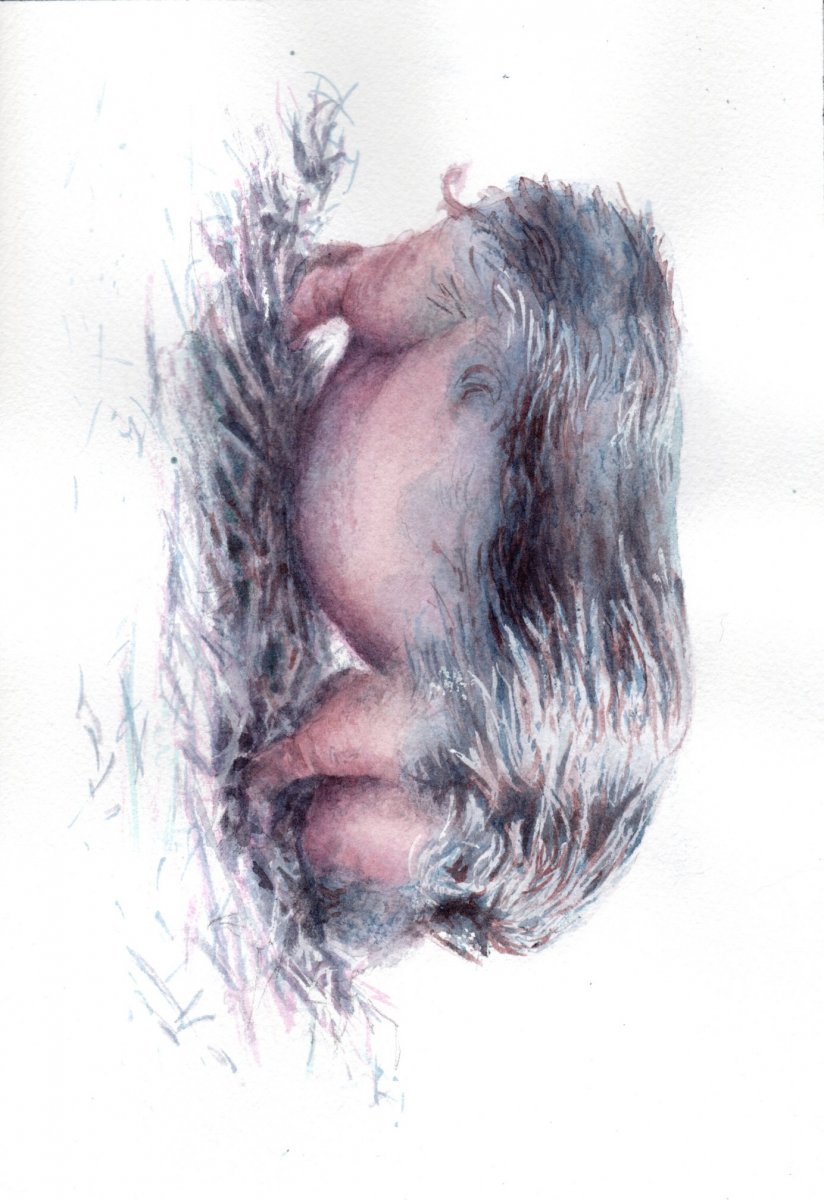 Pedro Allendes